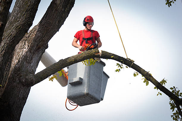 Professional Tree Service in Erda, UT